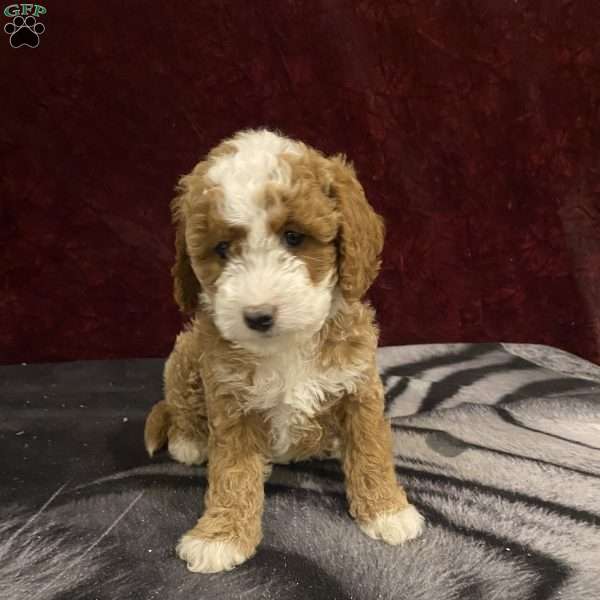 Serena, Mini Goldendoodle Puppy