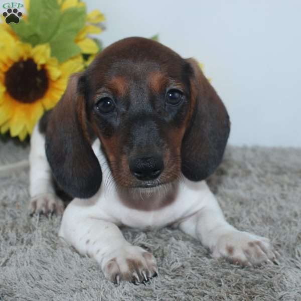 Jordan, Dachshund Puppy
