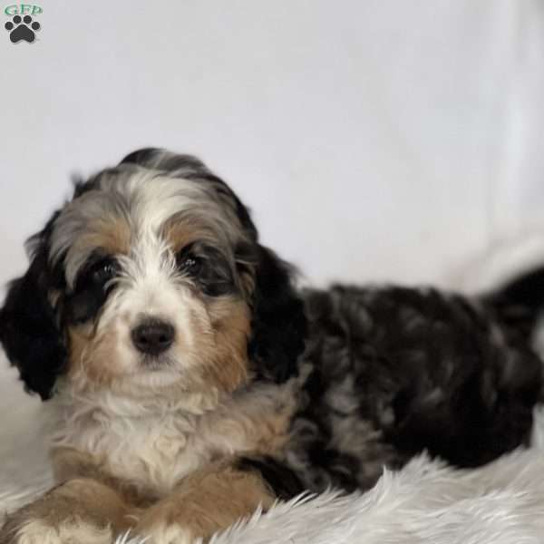 Angel, Mini Bernedoodle Puppy