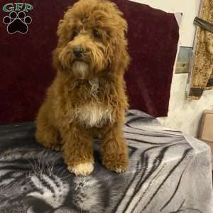 Marty, Mini Goldendoodle Puppy