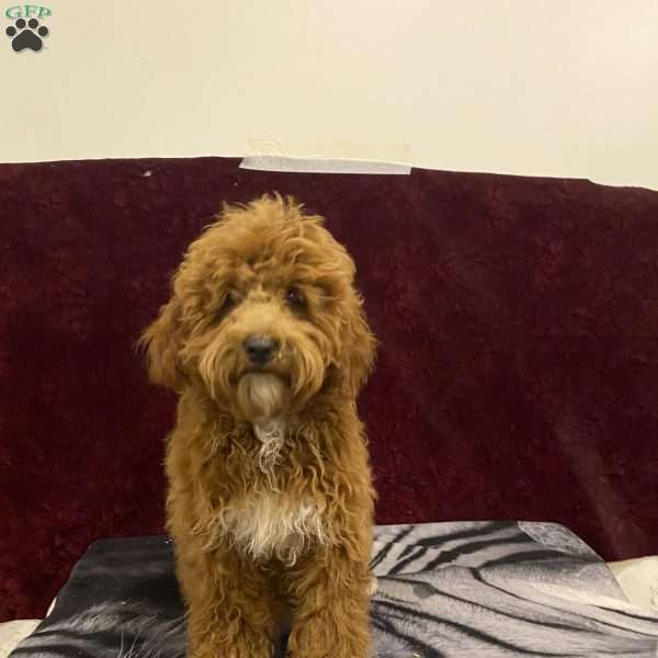 Marty, Mini Goldendoodle Puppy