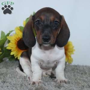 Jordan, Dachshund Puppy