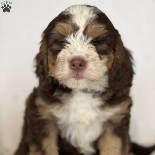 Amber, Mini Bernedoodle Puppy