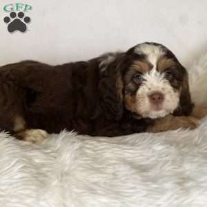 Amber, Mini Bernedoodle Puppy