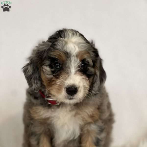 Candy, Mini Bernedoodle Puppy