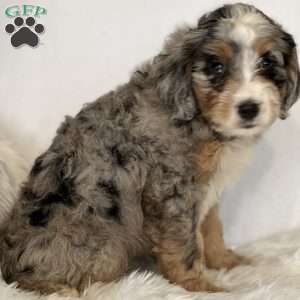 Candy, Mini Bernedoodle Puppy