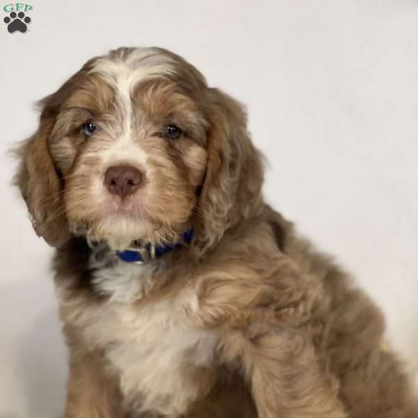 Jasper, Mini Bernedoodle Puppy