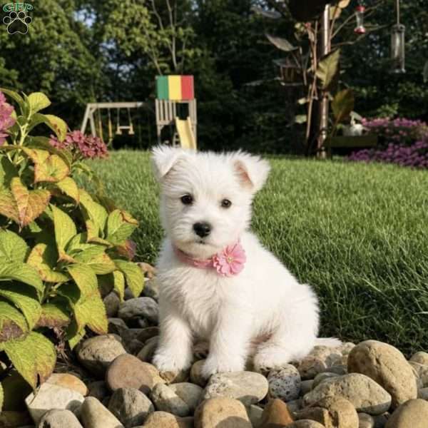 Amanda, West Highland Terrier Puppy