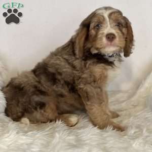 Jasper, Mini Bernedoodle Puppy