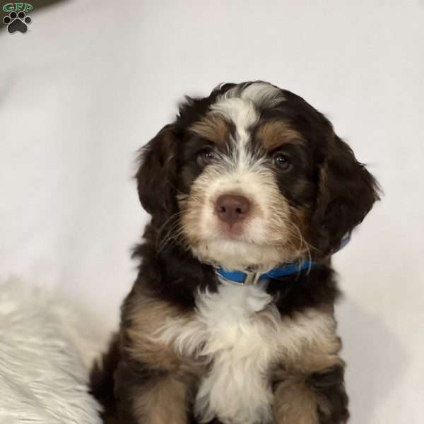 Winston, Mini Bernedoodle Puppy