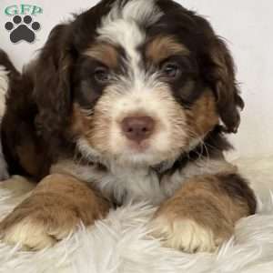 Winston, Mini Bernedoodle Puppy