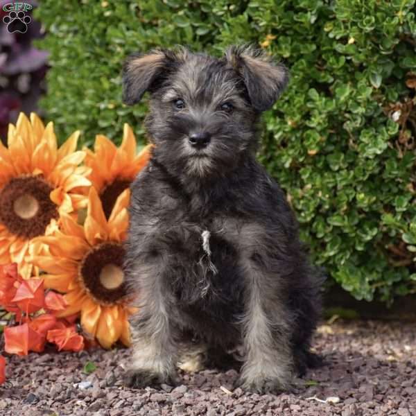 Midnight, Miniature Schnauzer Puppy