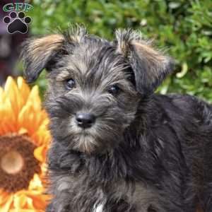Midnight, Miniature Schnauzer Puppy