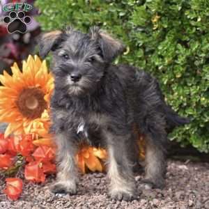 Midnight, Miniature Schnauzer Puppy