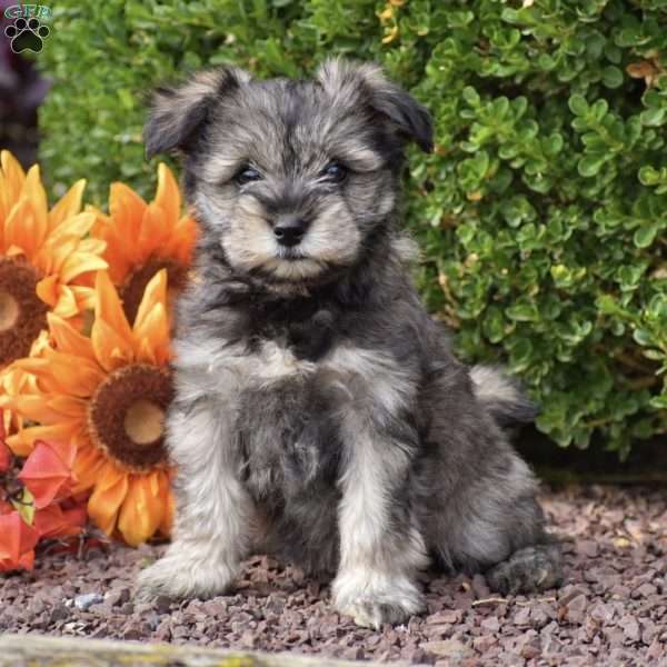 Sunshine, Miniature Schnauzer Puppy