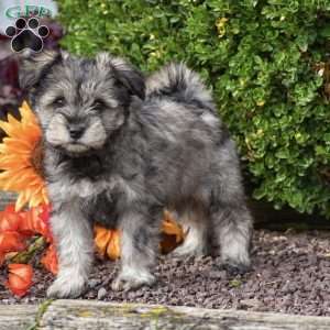 Sunshine, Miniature Schnauzer Puppy