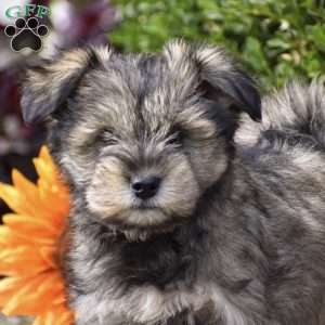 Sunshine, Miniature Schnauzer Puppy