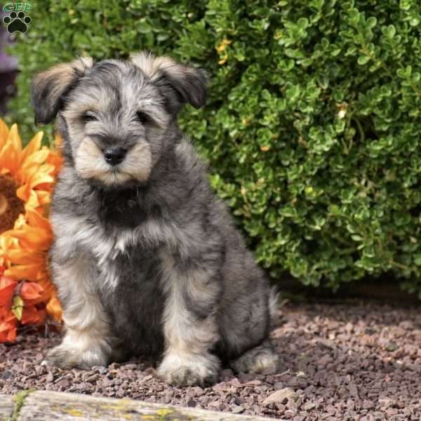 Twilight, Miniature Schnauzer Puppy
