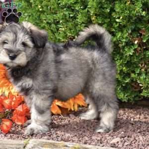 Twilight, Miniature Schnauzer Puppy