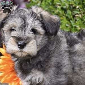 Twilight, Miniature Schnauzer Puppy