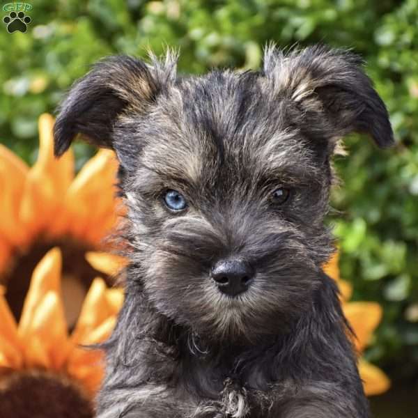 Starlight, Miniature Schnauzer Puppy