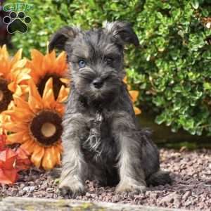 Starlight, Miniature Schnauzer Puppy