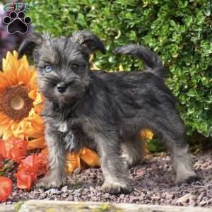 Starlight, Miniature Schnauzer Puppy