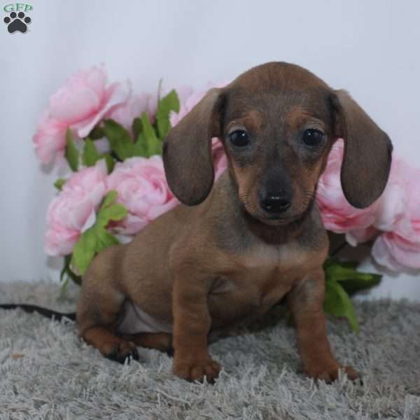 Kristie, Dachshund Puppy