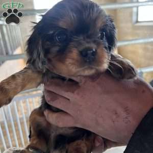 Cooper, Cavalier King Charles Spaniel Puppy