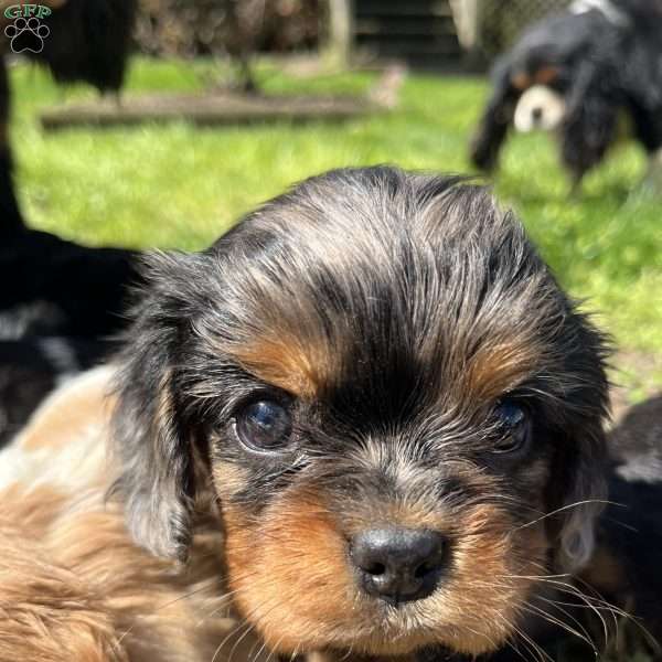 Cooper, Cavalier King Charles Spaniel Puppy