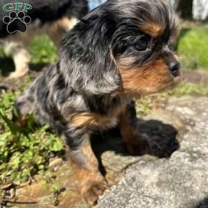 Cooper, Cavalier King Charles Spaniel Puppy