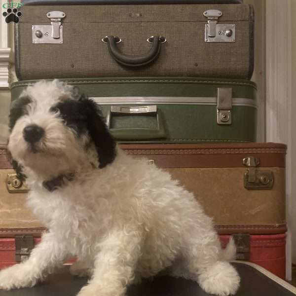 Miss Purple, Mini Bernedoodle Puppy