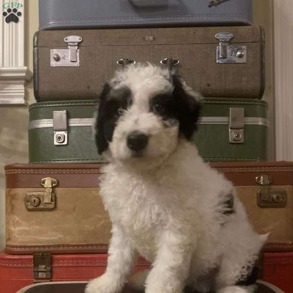 Mr Black, Mini Bernedoodle Puppy