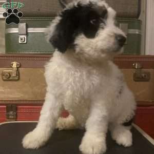 Mr Black, Mini Bernedoodle Puppy