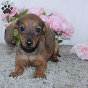 Kristie, Dachshund Puppy