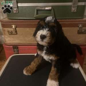 Mr Teal, Mini Bernedoodle Puppy