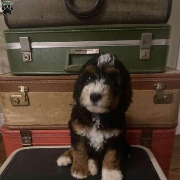 Mr Teal, Mini Bernedoodle Puppy