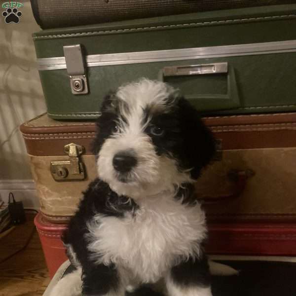 Mr Gray, Mini Bernedoodle Puppy
