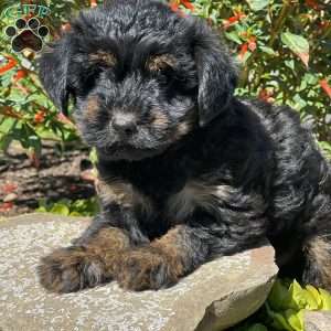 Luna, Yorkie Poo Puppy