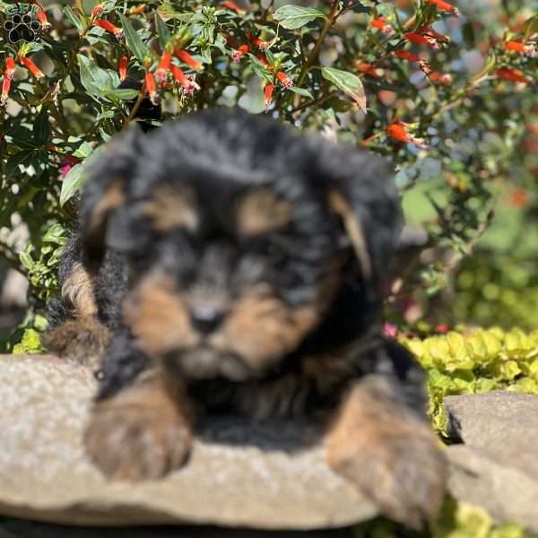 Lady, Yorkie Poo Puppy