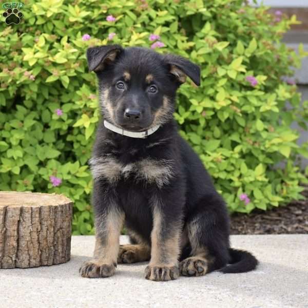 Ryan, German Shepherd Puppy