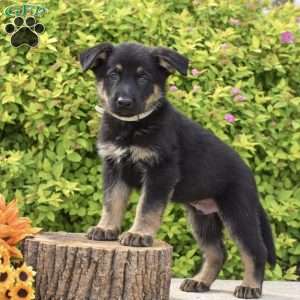 Ryan, German Shepherd Puppy