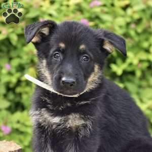 Ryan, German Shepherd Puppy
