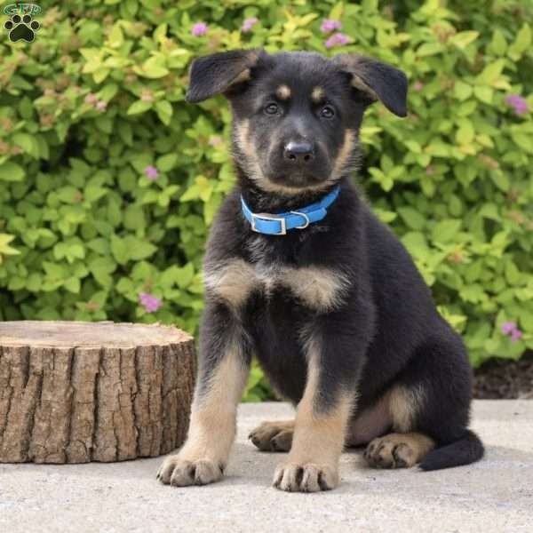 Ranger, German Shepherd Puppy