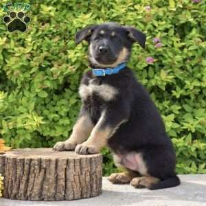 Ranger, German Shepherd Puppy