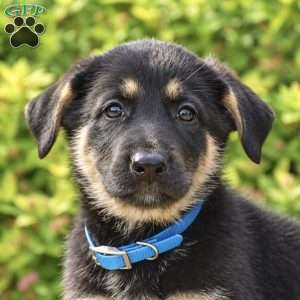 Ranger, German Shepherd Puppy