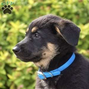 Ranger, German Shepherd Puppy
