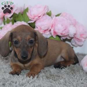 Kristie, Dachshund Puppy
