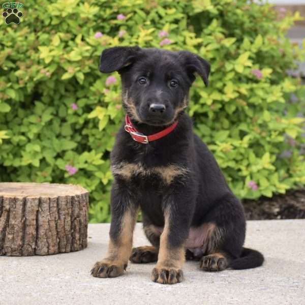 Rosie, German Shepherd Puppy