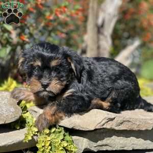 Lady, Yorkie Poo Puppy